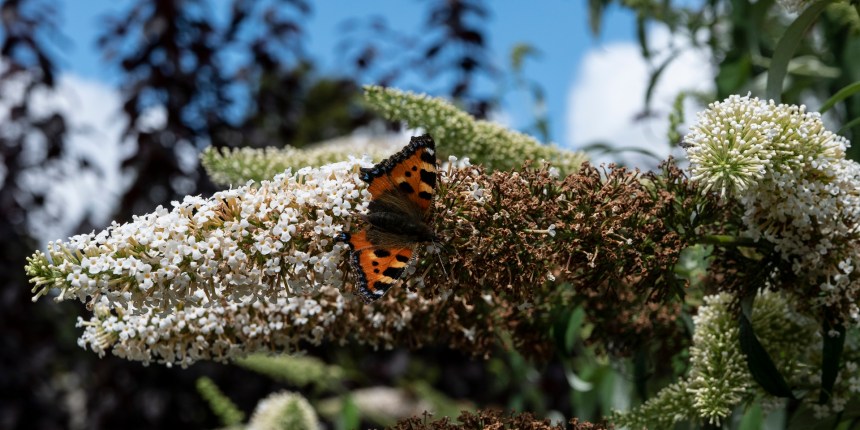 Aberdeenshire-1040560